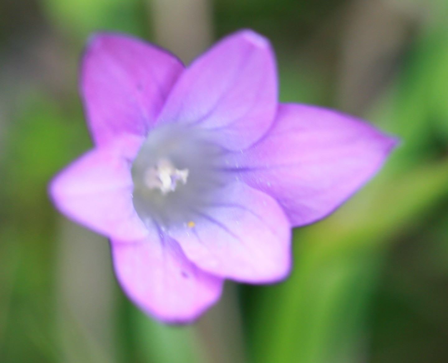 Romulea ligustica - Sardegna
